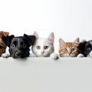 조은 동물병원 이미지