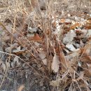 경화국수 이미지