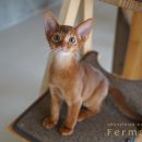 캐터리 페르마타 이미지