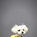 멍멍펫스토어 이미지