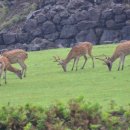 자유목장 이미지