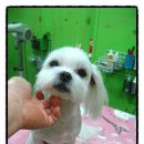 쭈니살롱 이미지