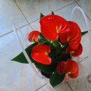 대광농원 이미지