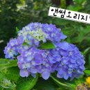 앤썸오리지널(마감) 이미지