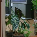 알로카시아 이미지