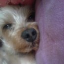 우리집 댕댕이 이미지