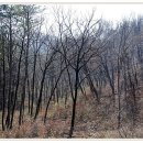 숲속풍경 이미지