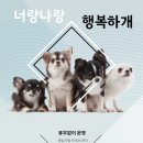 너랑나랑개랑 이미지