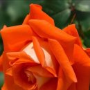 아침을 여는 음악 2월 19일(월) 이미지