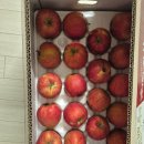 민들레농장 | 홍로 사과 최고봉 ❤️ 거제 해따지 민들레 농장 후기