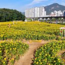 해바라기 이미지