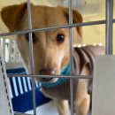 누리켄넬 이미지