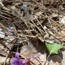 팔공산금화자연휴양림 이미지