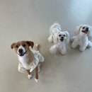 털로덮인 친구들 커먼그라운드점 이미지