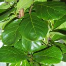 고무나무 (Rubber Tree)