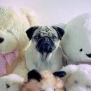 미즈커리어