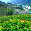 섬진강매화로 이미지