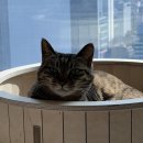 24시 리본동물의료센터 이미지