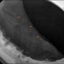 일리동물의료센터 이미지