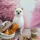 멍멍이까까 이미지