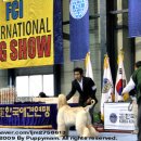 퍼피프린스 이미지