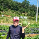 도영 농장 이미지