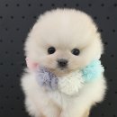 안녕 댕댕아 이미지