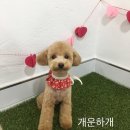 명문애견 이미지