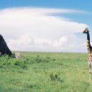 세렝게티 이미지