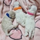 파주켄넬 이미지