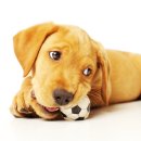 가까운동물병원 이미지