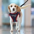 대한민국 1호 빈대 탐지견 세코 이미지