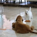 플레이독애견카페 이미지