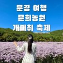 [문경 여행] 올해 첫 개장 연보라색의 개미취꽃밭, 문희농원 (9/30 개화현황)