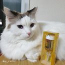 영메디코스 | 금화규꽃으로 만든 굳쎈관절영양소 체험후기