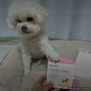 하루올데이 강아지피부영양제 추천 1주일 급여후기