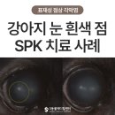 경상동물병원 | 점상 각막염(SPK) | 노령견에게 흔한 ‘숨은 안과 질환’ – 울산 동물병원 에스동물메디컬센터 안과