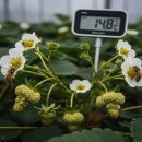 야간)꽃과 원예 | 겨울철 딸기 품질을 좌우하는 핵심 4가지: 온도·일사·벌·생리장해