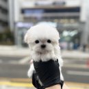 오독안심분양센터 강아지분양 고양이분양 하남점 | 강아지분양 전과 후 달라지는 생활 변화