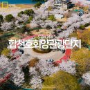 합천호회양관광단지 | 경남 합천 가볼만한곳 합천호 회양관광단지 벚꽃 스팟