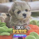 야옹아 멍멍해봐 계림점 이미지