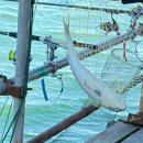 낚시타운 좌대낚시터 이미지