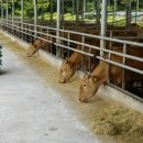 충만한우농장 이미지