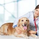 벨라동물병원 이미지