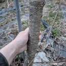 하묘농장 이미지