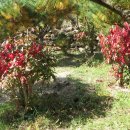 단풍나무 농장 이미지