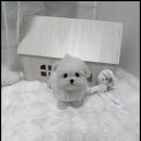 강아지분양 고양이분양 멍앤냥 수원점 이미지