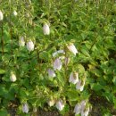 낙동강변22 이미지