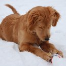 도그앤캣 동물병원 이미지