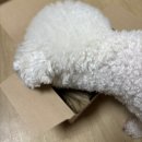 견생냥품 | 견생냥품 럭키박스 후기